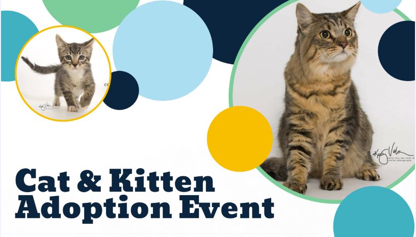 cat adoption event