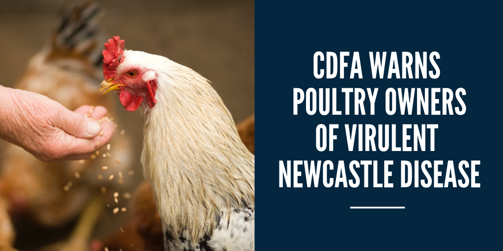 CDFA warns poultry owners of Virulent Newcastle Disease