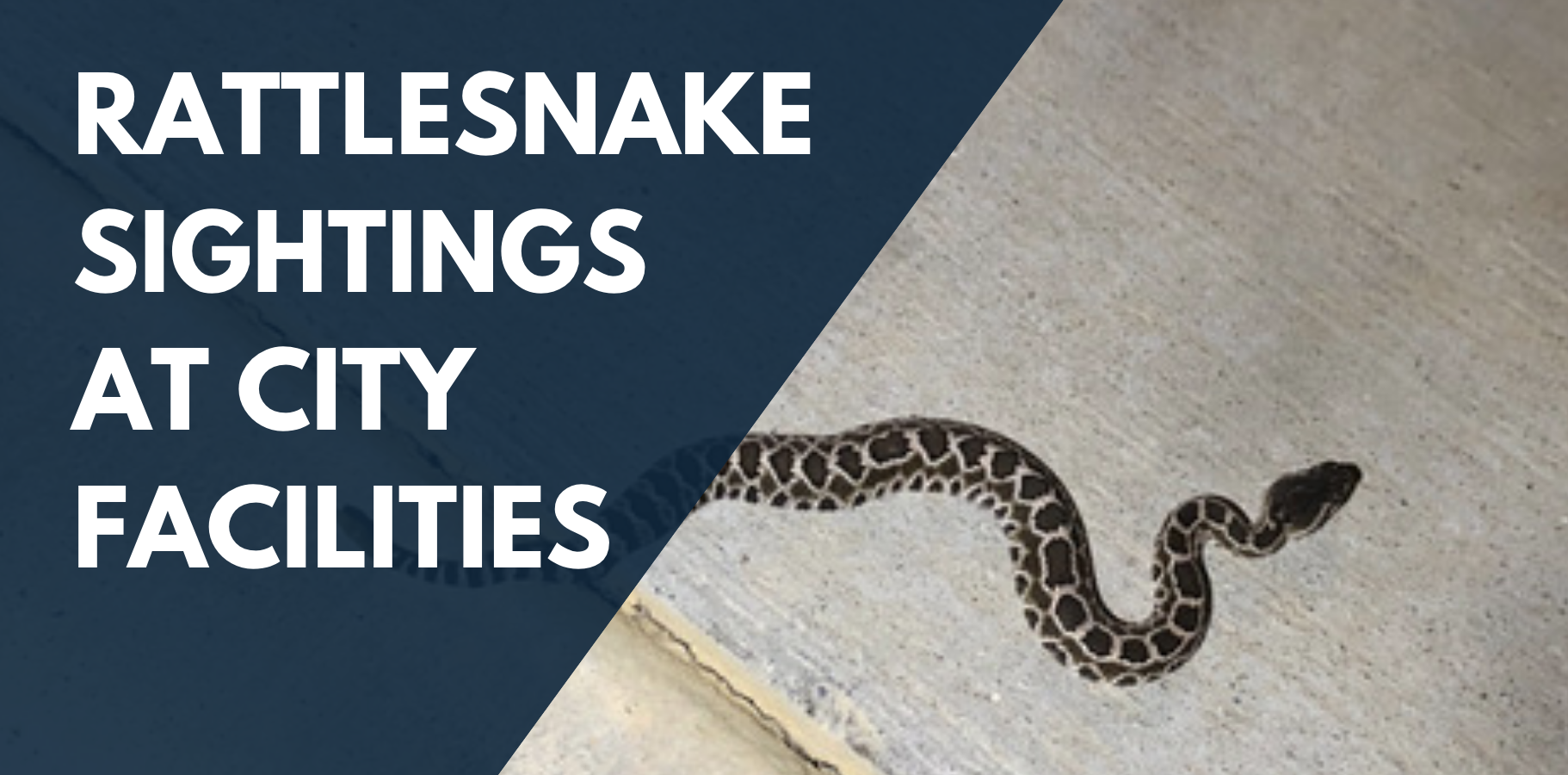 Rattlesnake Sightings