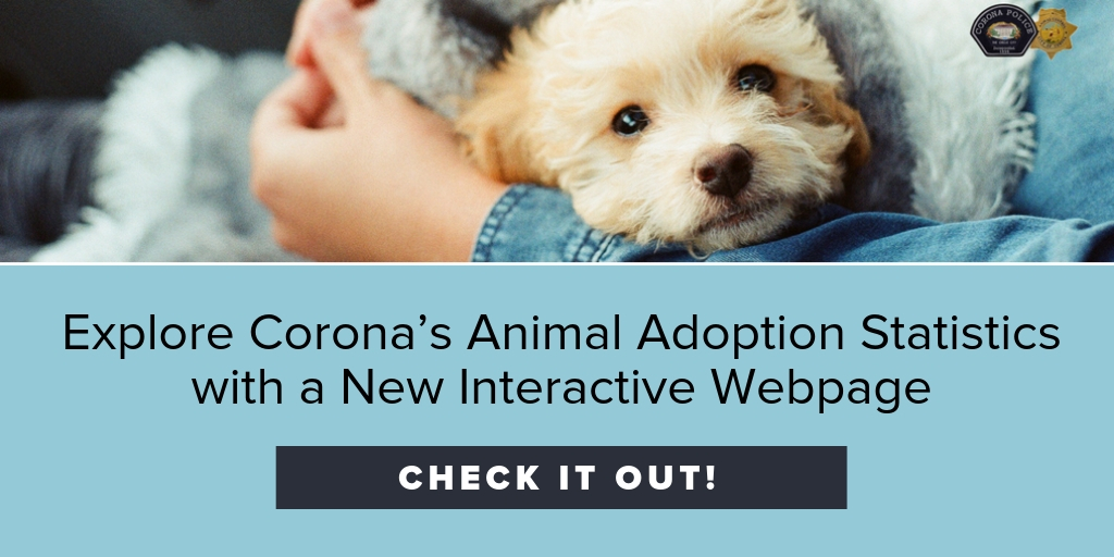 Explore Corona’s Animal Adoption Statics with a New Interactive Webpage