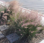 Ornamental Grass Garden