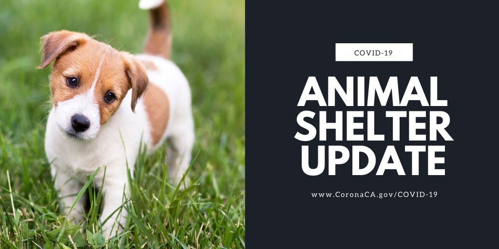 Animal Shelter Update