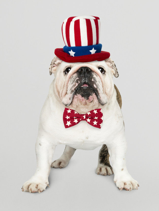 Dog dressed in Fourth of July clothing