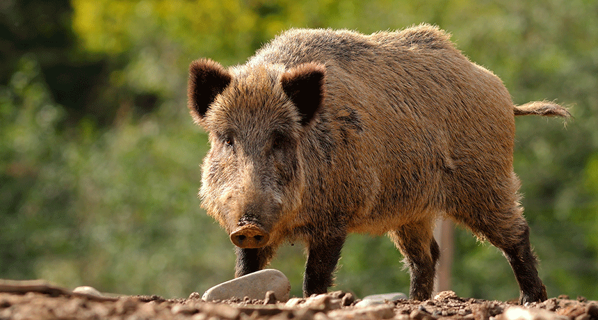 Wild Pig