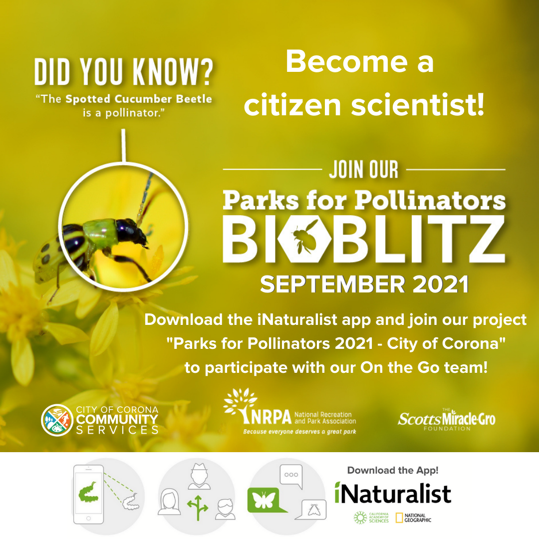 BioBlitz2021V2 (1)