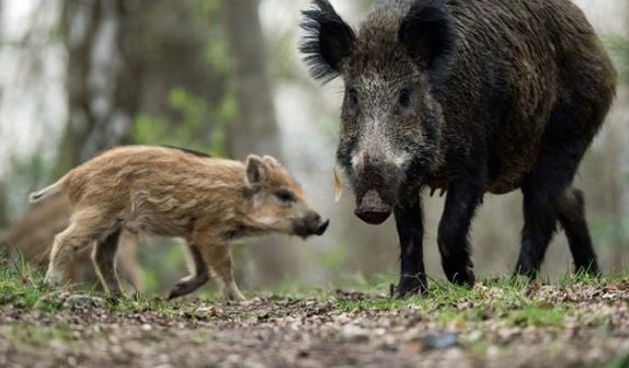 Wild Pigs