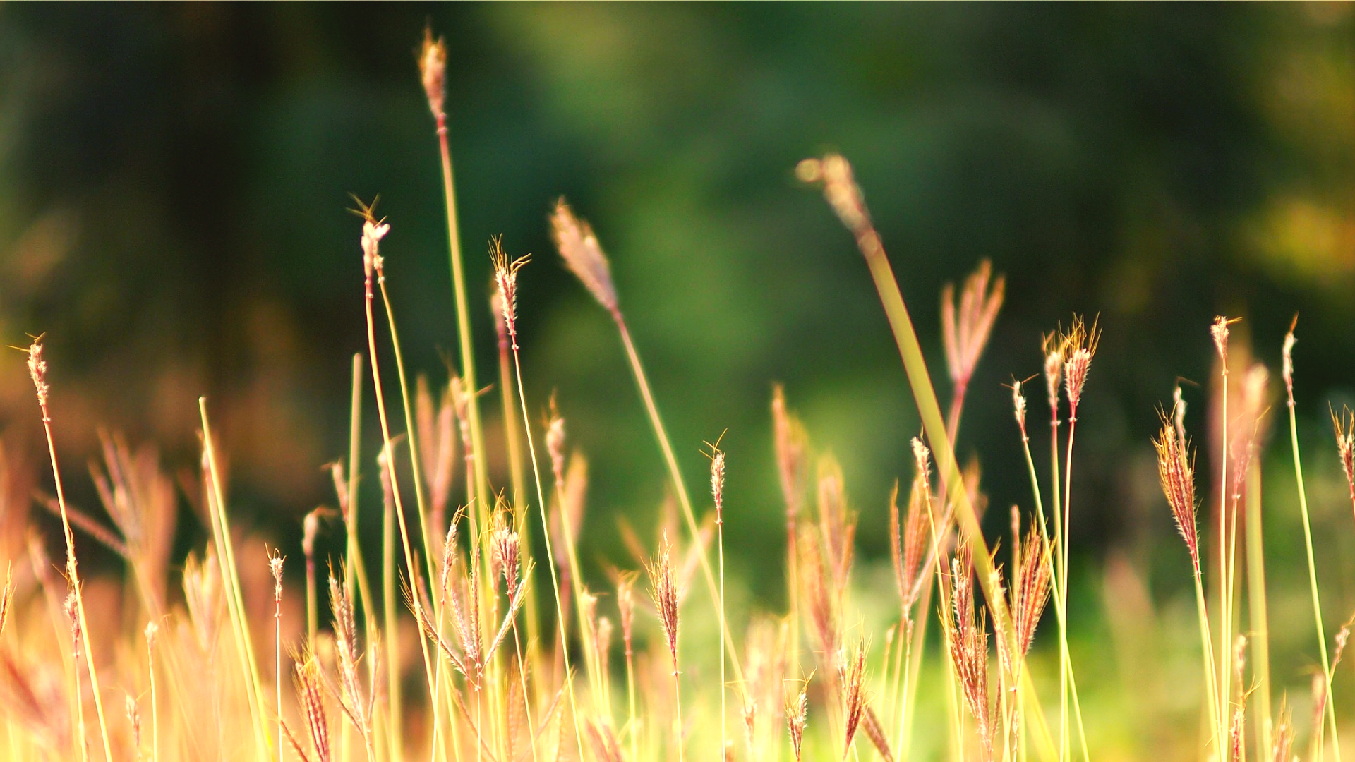 weed abatement