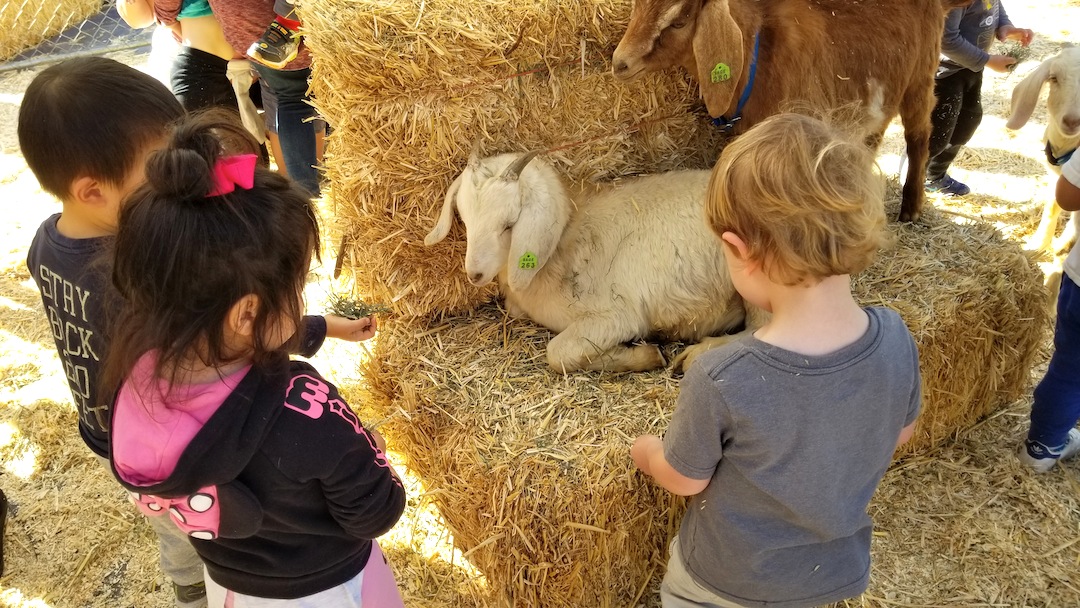 children learning about goats