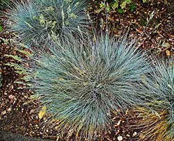 Blue Fescue