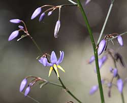 Flax Lily