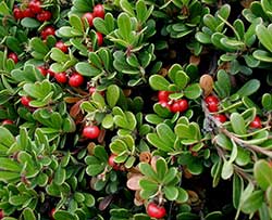 Bearberry