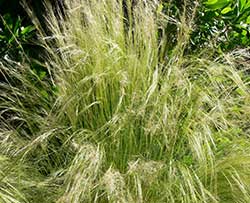 Mexican Feather