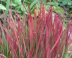 Japanese Blood Grass