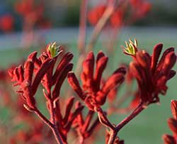 Kangaroo Paw