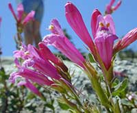 Beardtongue