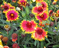 Blanket Flower