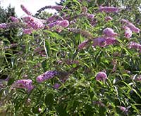 Butterfly Bush