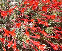 California Fuschia