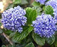 Ceanothus