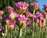 Common Thrift