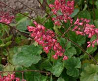 Coral Bells