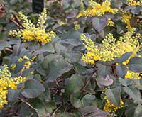 Creeping Mahonia