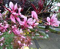 Gaura