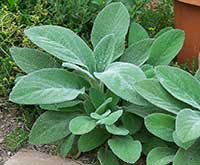 Lamb's Ear