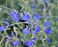 Mexican Blue Sage