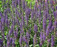 Mexican Bush Sage