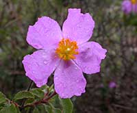 Purple Rock Rose