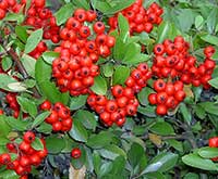 Pyracantha