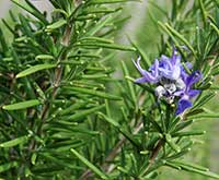 Rosemary