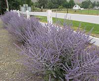 Russian Sage