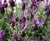 Spanish Lavender