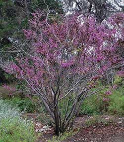 Western Redbud