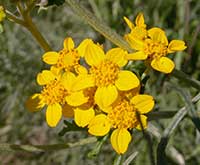 Woolly Yarrow