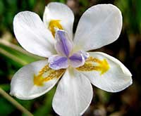 African Iris