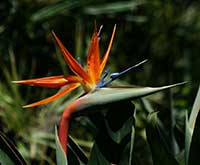 Bird of Paradise