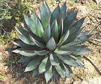 Blue Glow Agave