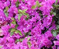 Bougainvillea