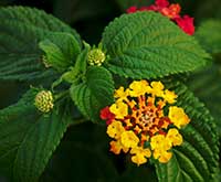 Compact Lantana