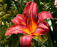 Daylily