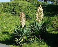 Ivory Tower Yucca