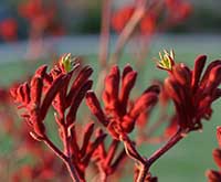 Kangaroo Paw