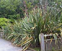 New Zealand Flax