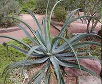 Octopus Agave