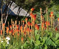 Red Hot Poker