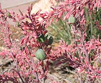 Octopus Agave