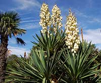 Octopus Agave